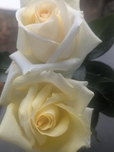 THE WAINWRIGHT ROSE (hybrid tea)